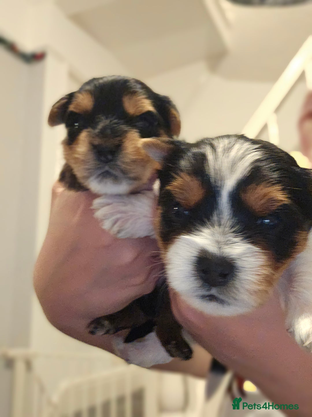 Yorkshire Terrier dogs for sale: Yorki baby - Advert 7
