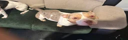 American Bully dogs for sale: female pocket bully for rehoming - Advert 2