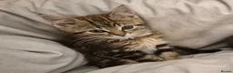 Maine Coon cats for sale: Bengal cross mainecoone kittens  - Advert 3