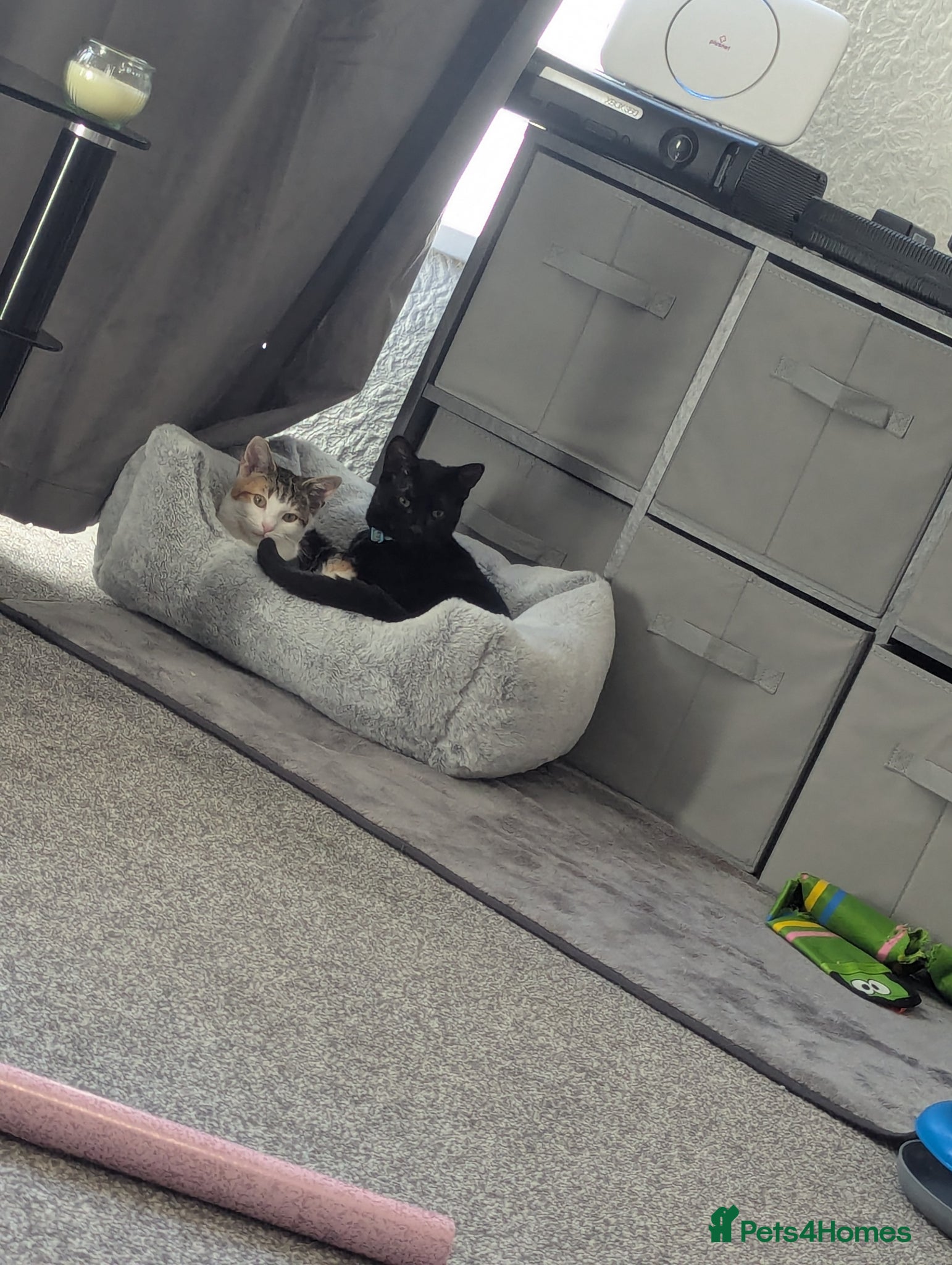 Mixed Breed cats Best friends looking for a forever home  - Advert 3