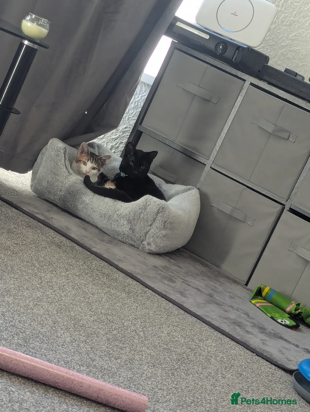 Mixed Breed cats for sale: Best friends looking for a forever home  - Advert 1