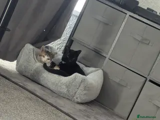Mixed Breed cats Best friends looking for a forever home - Advert 3