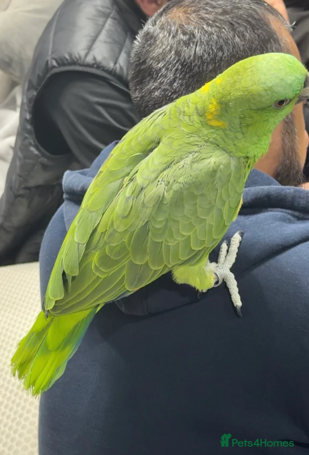 Parrots birds for sale: Yellow-naped Amazon parrot 🦜  - Advert 2