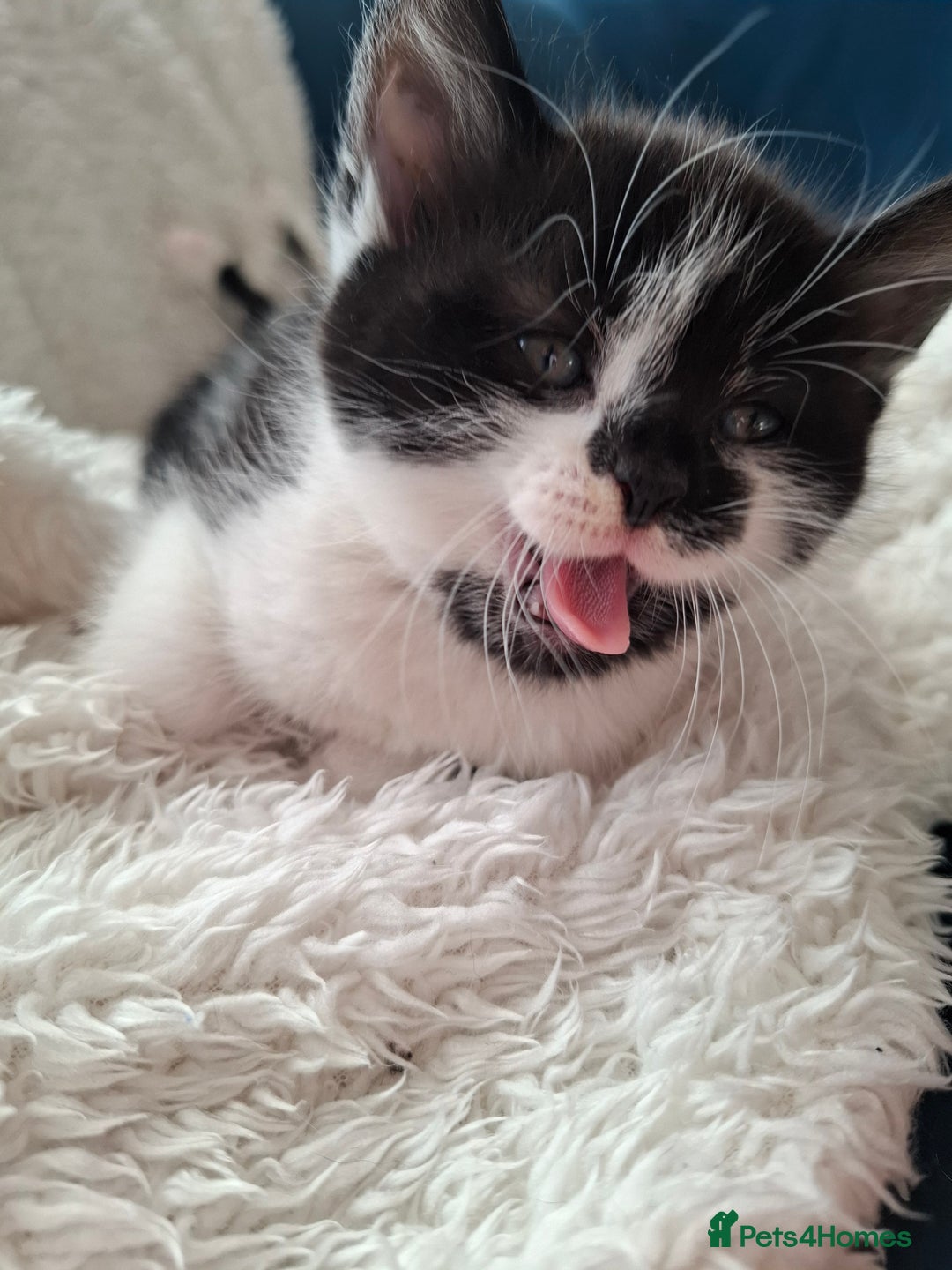 Mixed Breed cats for sale: Tabby/British short hair - Advert 6