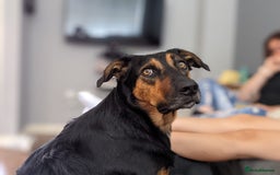 Huntaway dogs for sale: Arlo the Huntaway - Image 1
