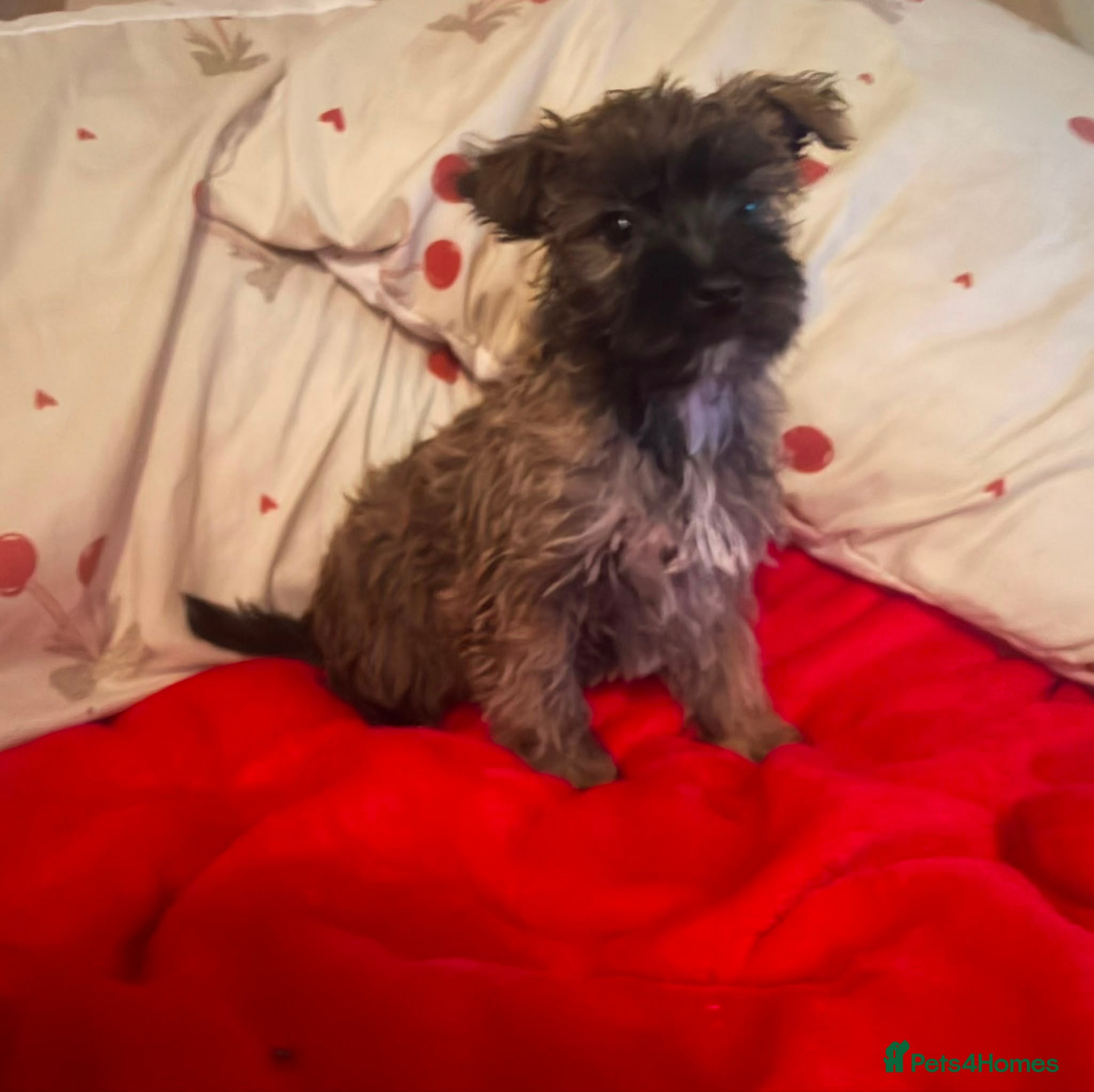 Yorkiepoo dogs 🐾 Yorkiepoo Puppies For Sale 🐾 - Advert 1