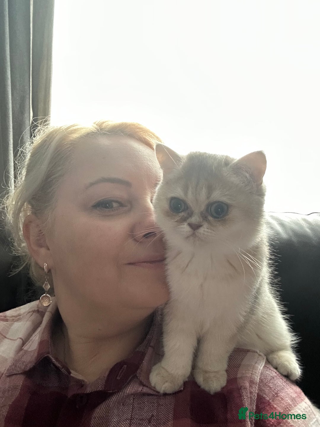 British Shorthair cats for sale: BLUE GOLDEN British shorthair female  - Advert 4