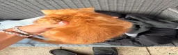 Mixed Breed cats for sale: 🐾GORGEOUS KITTENS LOOKING FOR THEIR 4EVER HOMES🐾 in Braintree - Advert 7
