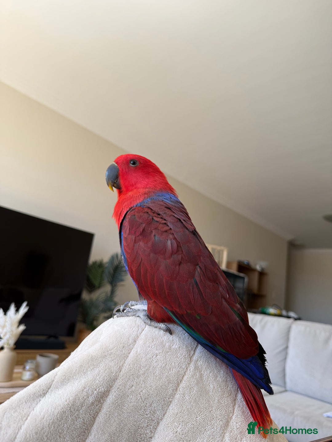 Parrots birds for sale: male and Female Eclectus Parrot for sale  - Advert 2