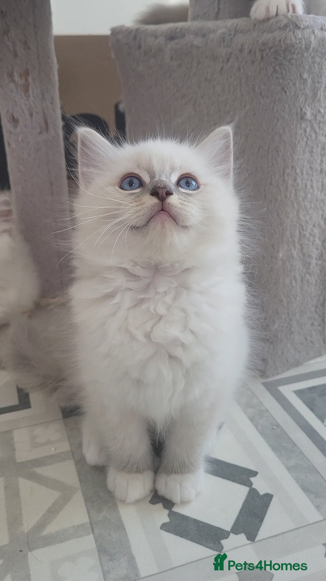 Ragdoll cats HCM/PKD clear, Health tested ragdoll male - Advert 1