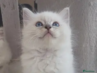 Ragdoll cats HCM/PKD clear, Health tested ragdoll male - Advert 1