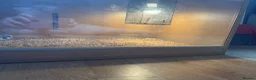 Boa Snake reptiles for sale: Male ball python  - Advert 5