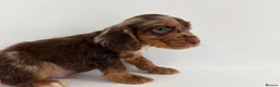 Cocker Spaniel dogs for sale: Cocker spaniel supplies for sale - Advert 4