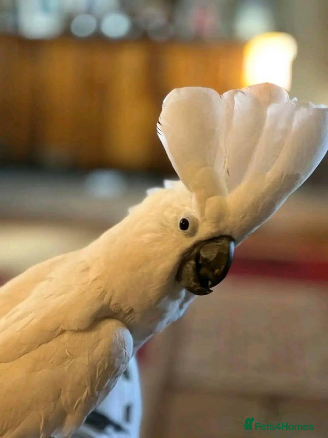 Cockatoo birds for sale: Hand-Reared Tame Umbrella Cockatoo Parrot  - Image 5