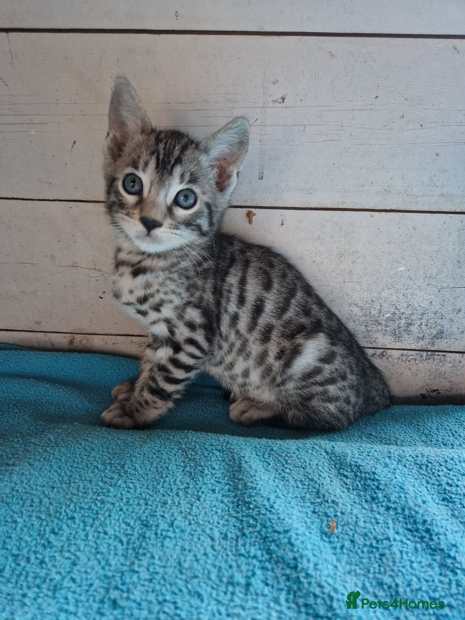 Mixed Breed cats for sale: 7/8ths Bengal, 1/8th Siamese kittens  - Advert 10