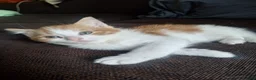 Mixed Breed cats for sale: Very nice kittens:3 boys and 3 girls - Advert 8