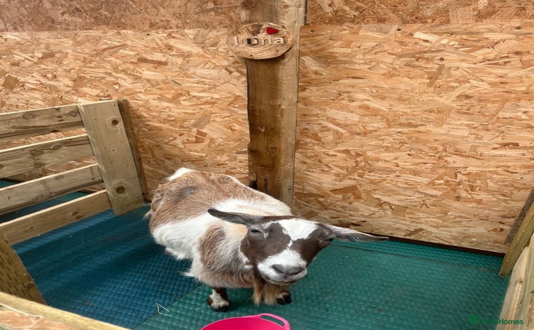 Goats livestock - Advert 1