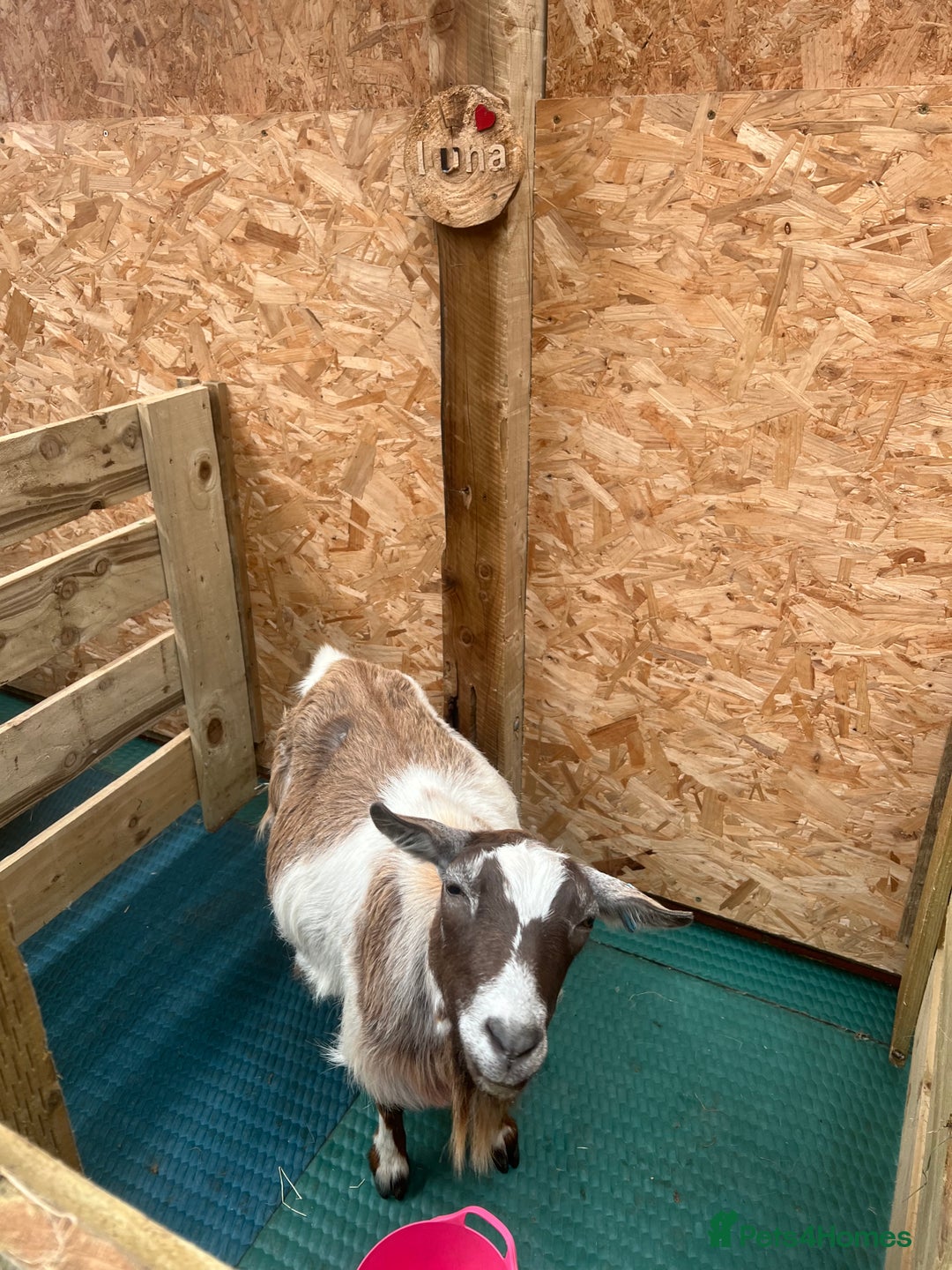 Goats livestock for sale: Pygmy nanny’s disbudded CAE and johnnes tested - Image 1