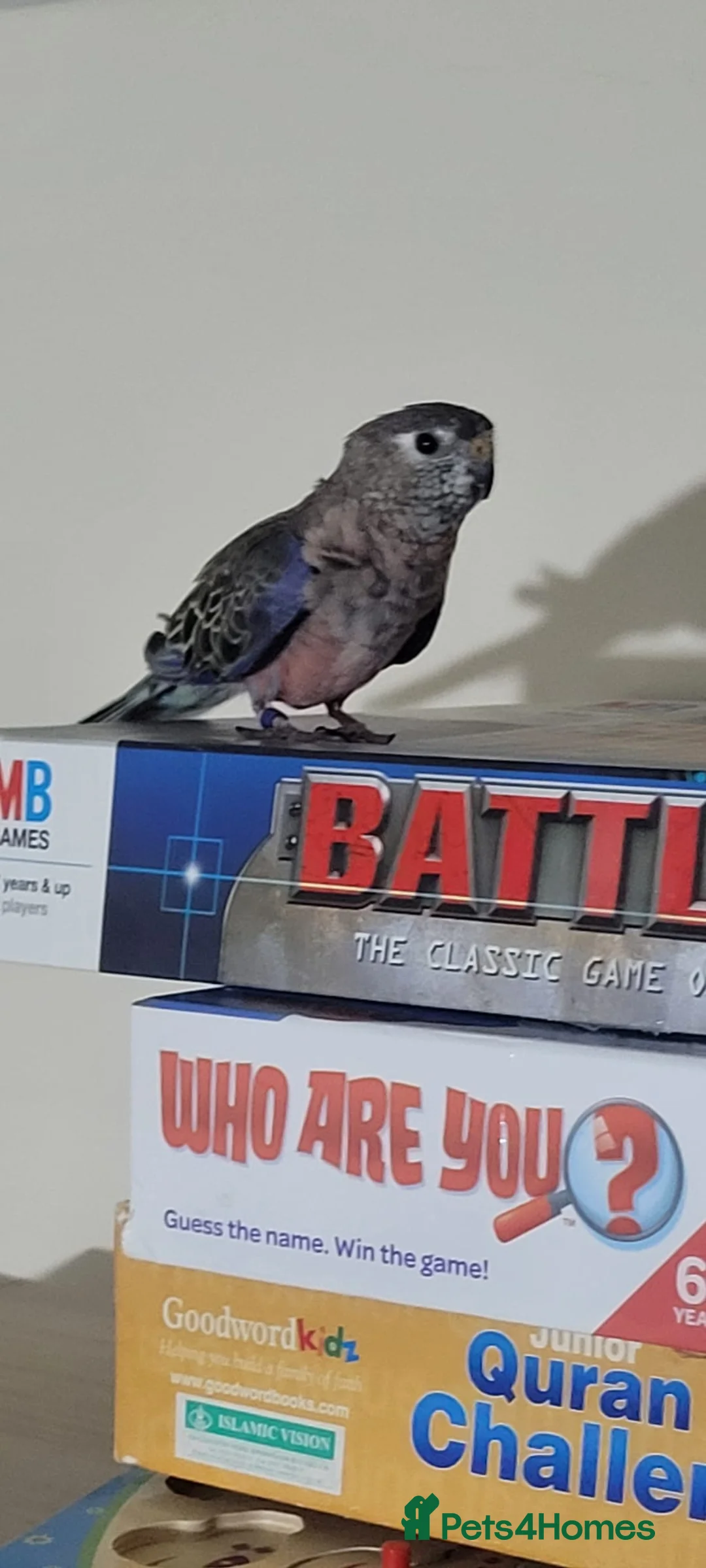 Budgerigars birds for sale: Lovely male Bourke  - Advert 2