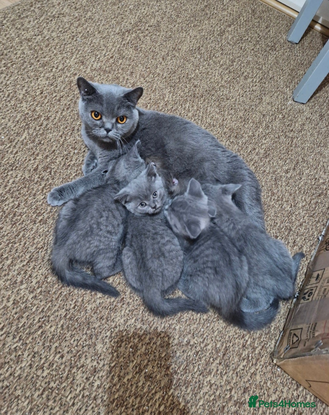 British Shorthair cats British Shorthair Kittens  - Advert 1