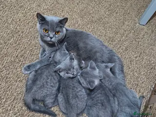 British Shorthair cats British Shorthair Kittens - Advert 1