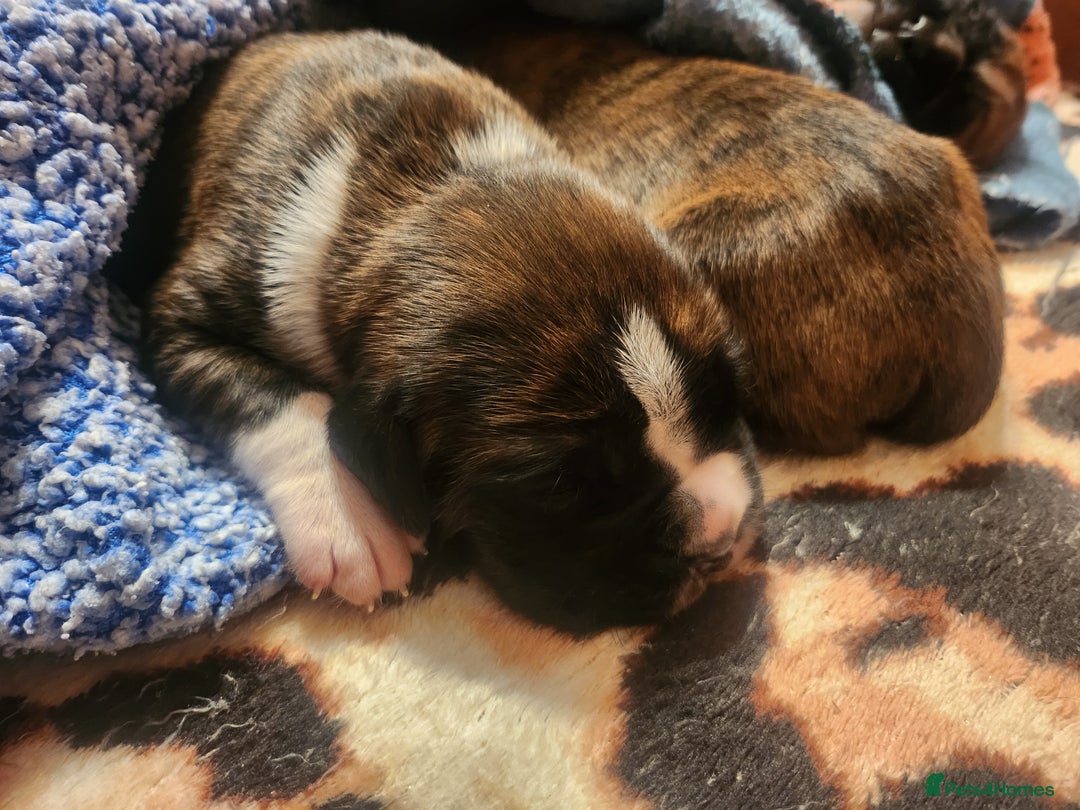 Boxer dogs for sale: 🌟KC REG BOBTAIL BOXER PUPS🌟 - Image 21