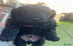 Yorkiepoo dogs for sale: Yorkiepoo cockapoo  - Image 7