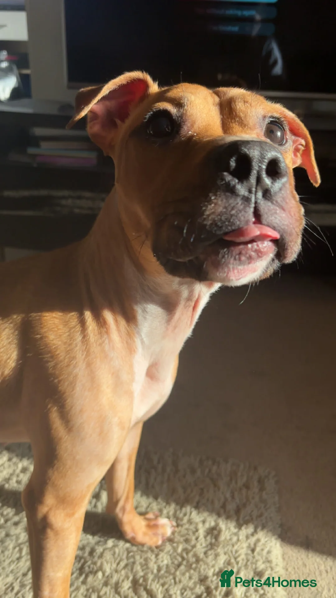 Mixed Breed dogs for sale: Little kalii in Eastleigh - Advert 1