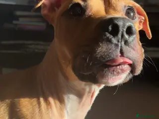 Mixed Breed dogs Little kalii in Eastleigh - Advert 1