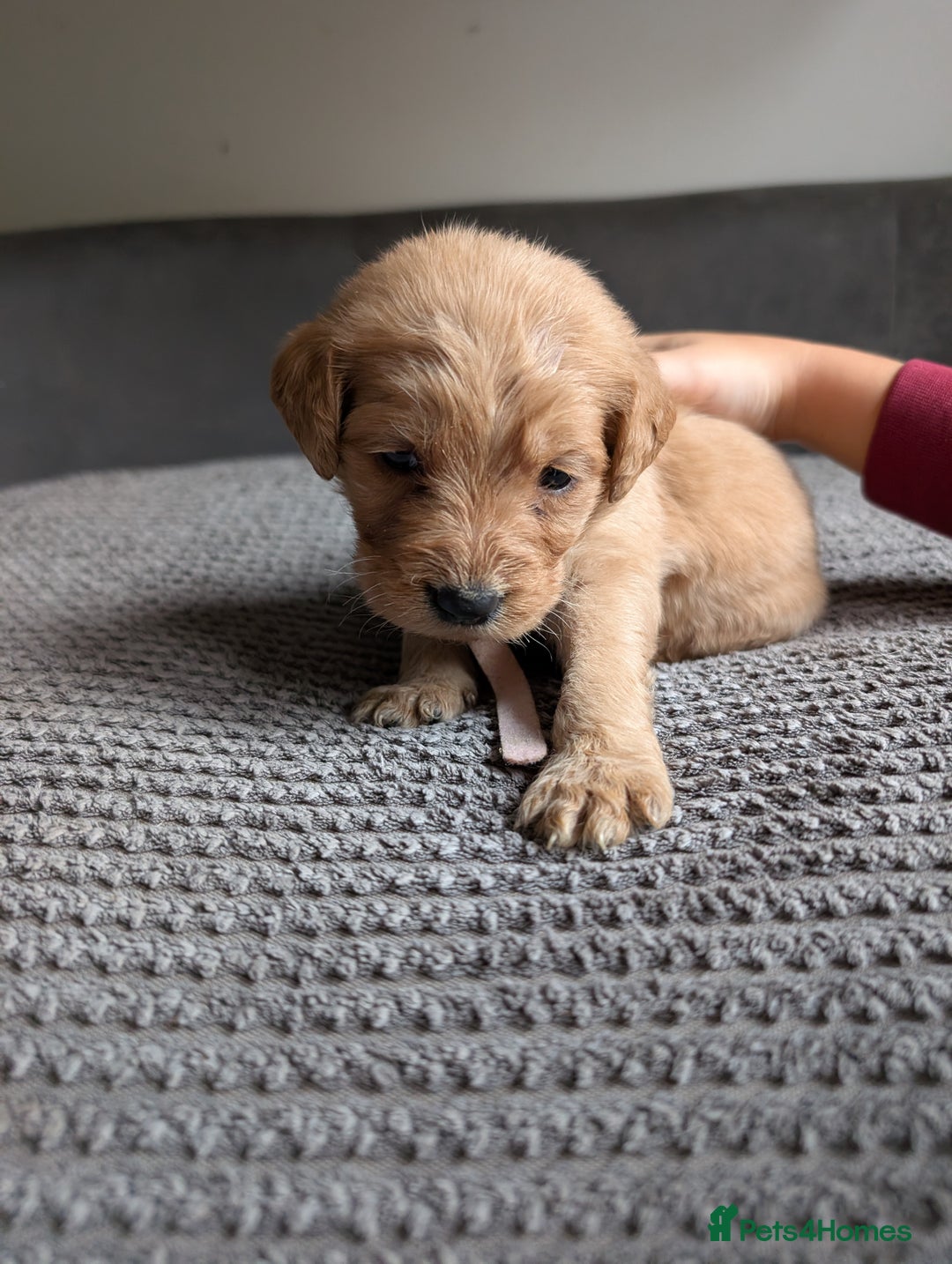 Labradoodle dogs for sale: F1 standard Labradoodle puppies  - Image 33