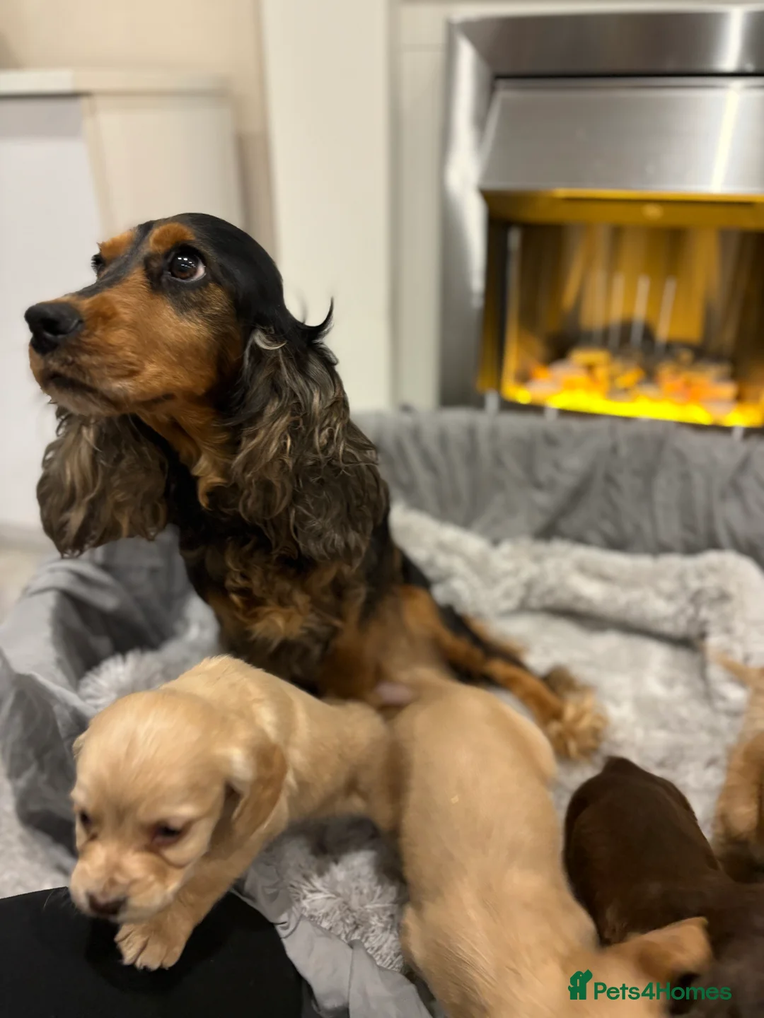 Cockapoo dogs for sale: F1 cockapoo - Advert 14