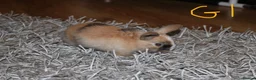 Mini Lop rabbits for sale: 5 Mini Lop x Mini Plush babies  - Advert 16