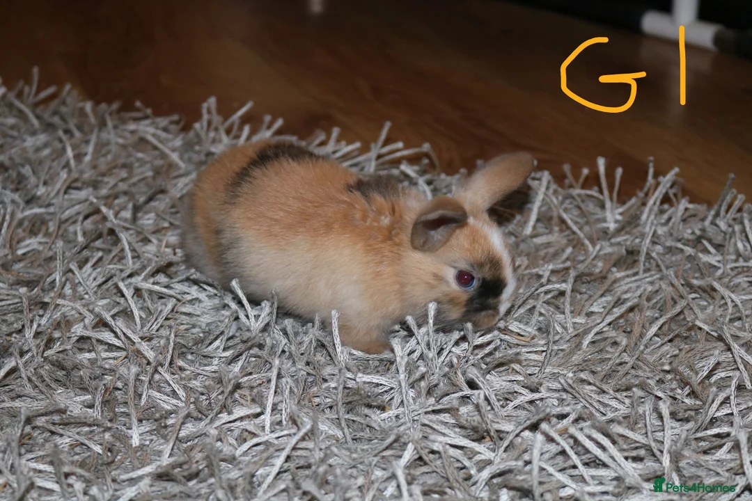 Mini Lop rabbits for sale: 5 Mini Lop x Mini Plush babies  - Advert 16