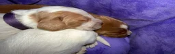 Cocker Spaniel dogs for sale: 🐾❤️ BEAUTIFUL WORKING COCKER SPANIEL PUPPIES ❤️🐾 - Advert 9