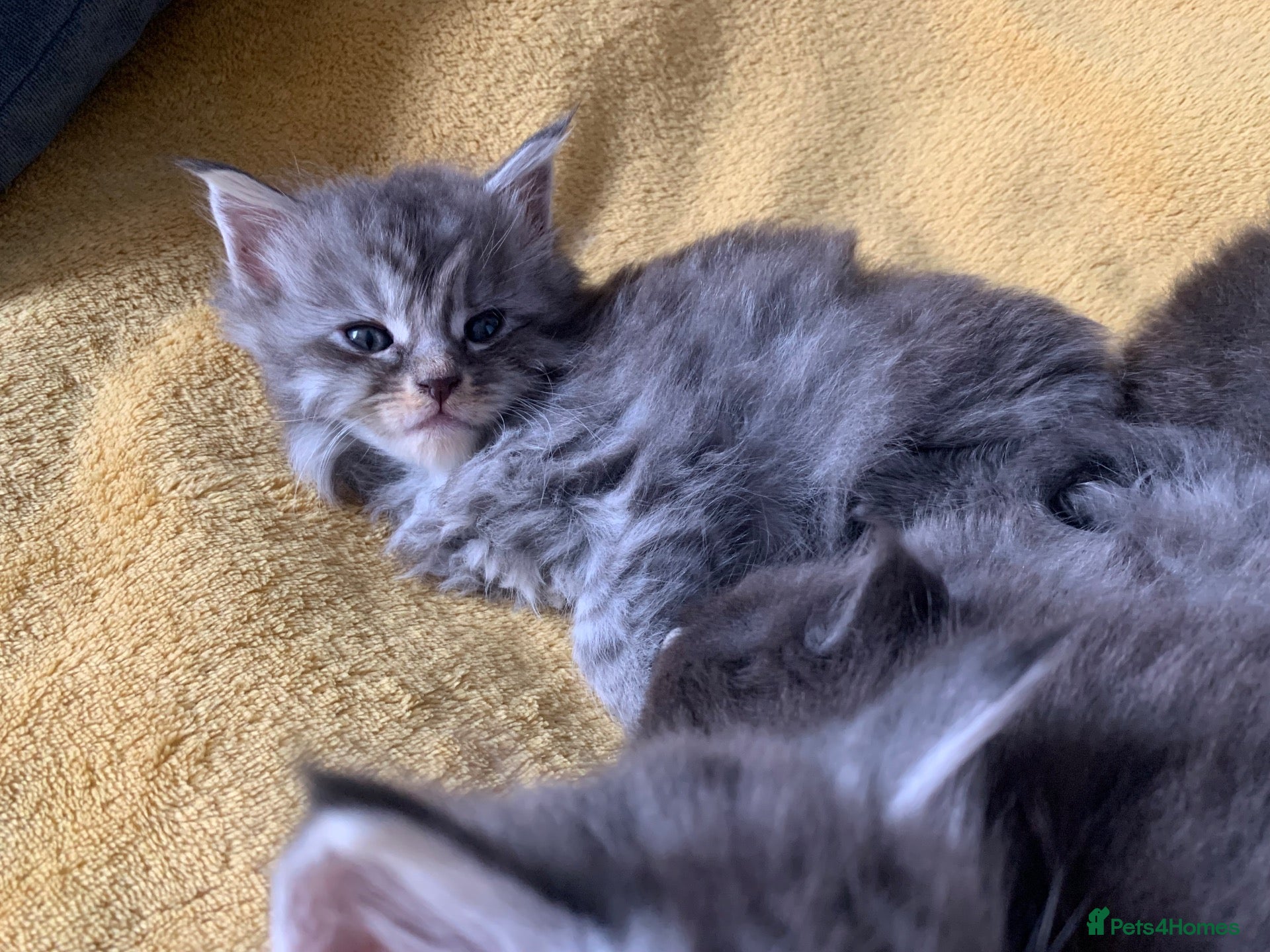 Maine Coon cats for sale: AMAZING TICA REGISTERED KITTENS - Advert 1