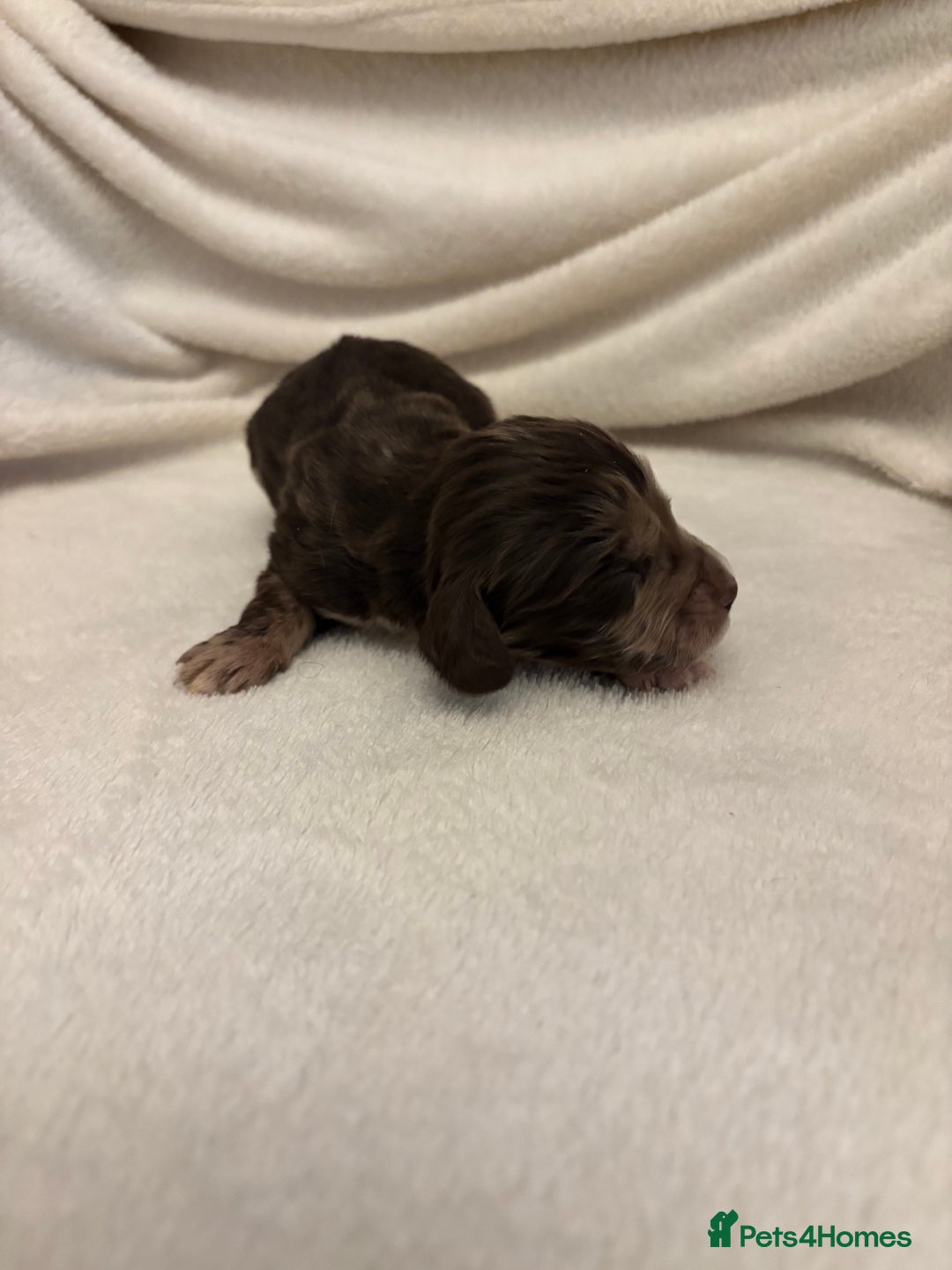 Cocker Spaniel dogs for sale: Cocker Spaniel Pups Seeking Forever Homes!💖 - Image 12