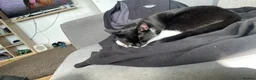 Mixed Breed cats for sale: Scrappy  in Salford - Advert 2