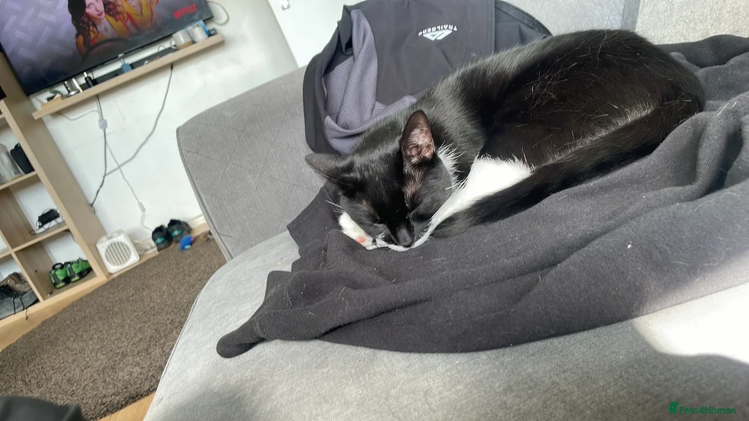 Mixed Breed cats for sale: Scrappy  in Salford - Advert 2