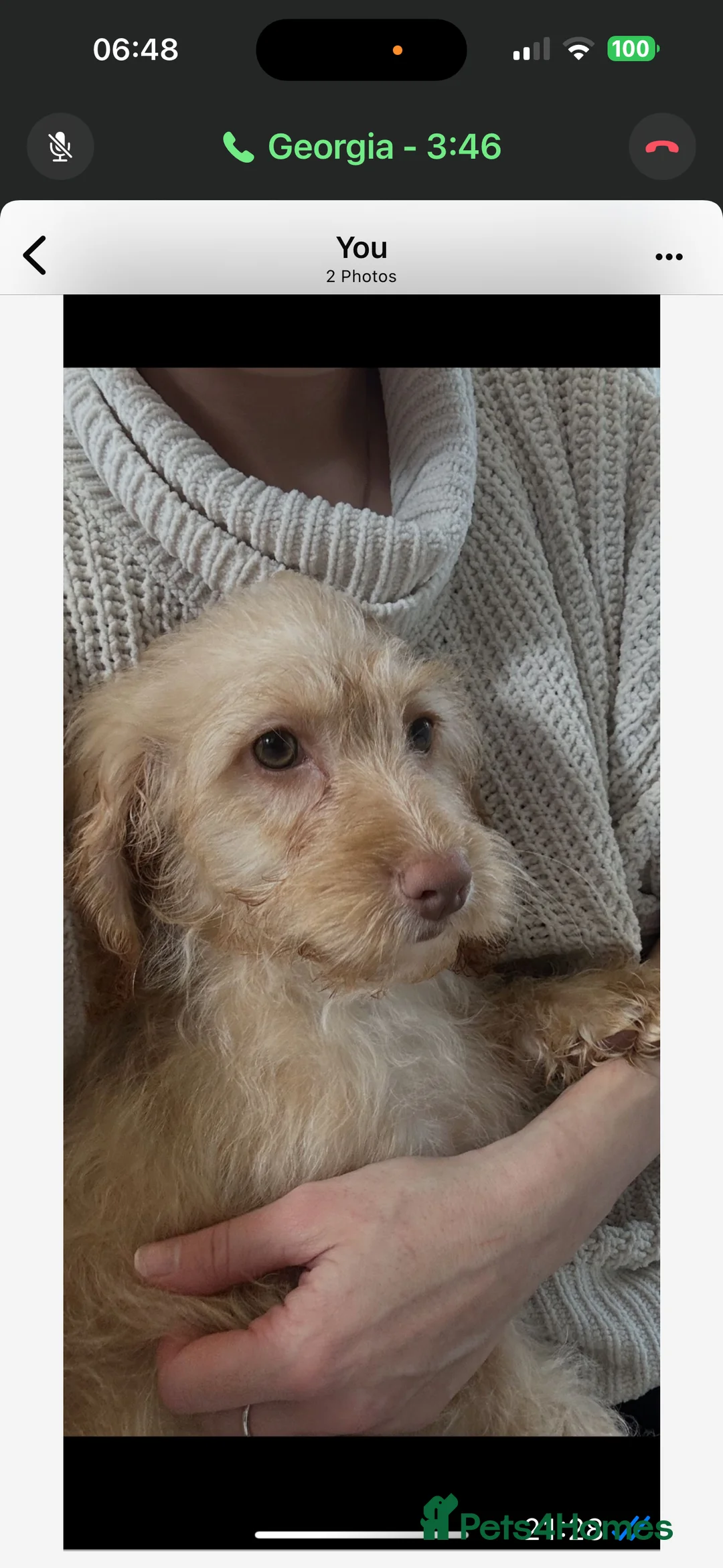 Mixed Breed dogs for sale: Adorable pups  in Eastleigh - Advert 2