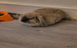 Mini Lop rabbits for sale: 4 months old adorable Mini Lops - Advert 6