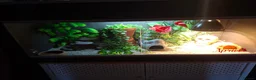 Leopard Gecko reptiles for sale: Tangerine Leopard Gecko Looking For A New Home - Advert 4