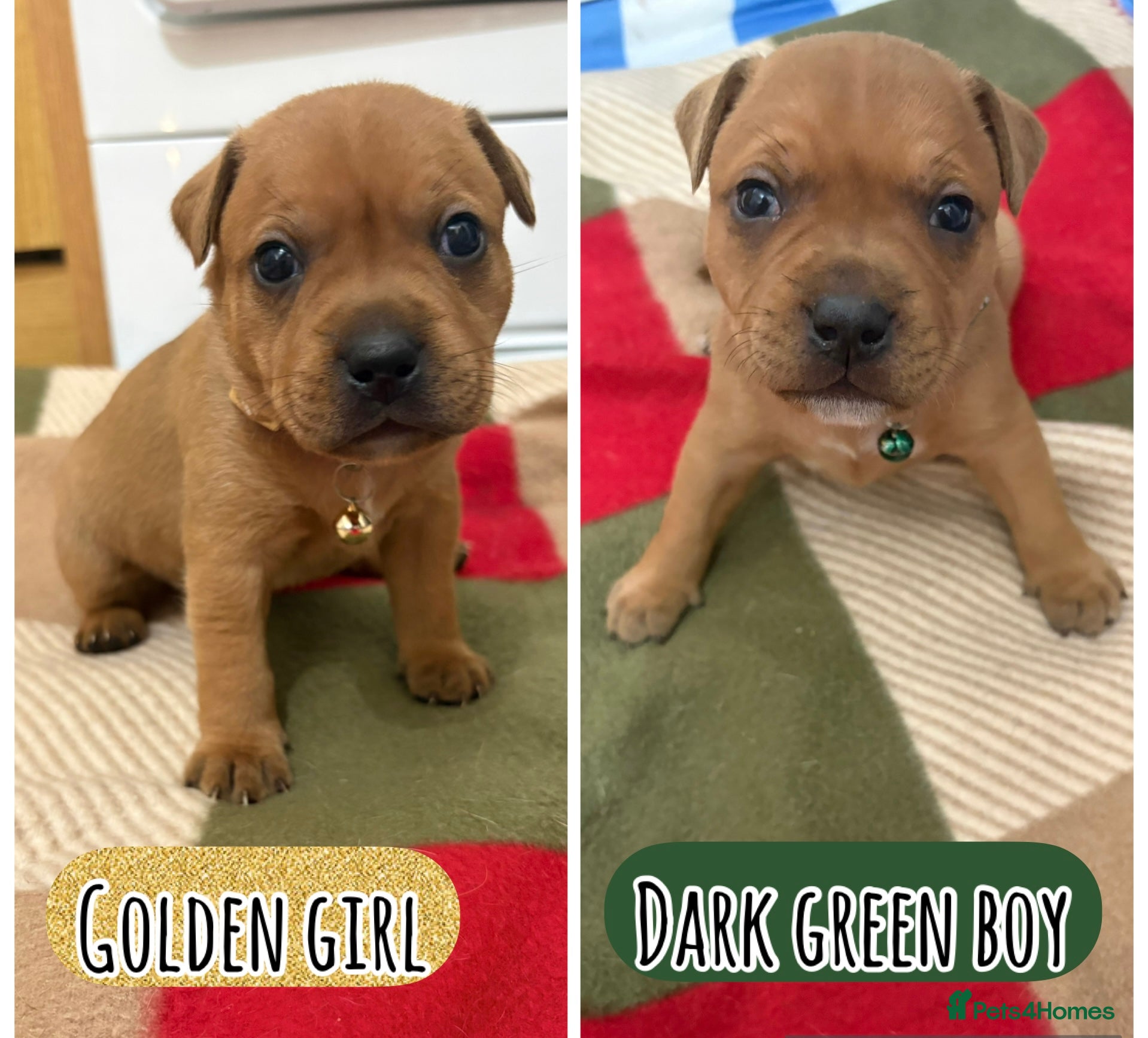 Staffordshire Bull Terrier dogs 🔥🔥STUNNING RED STAFF BULL TERRIER PUPPIES🔥🔥 - Advert 5