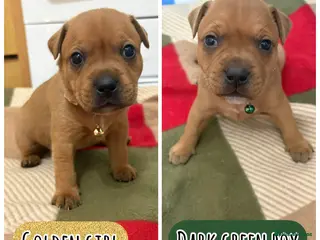 Staffordshire Bull Terrier dogs 🔥🔥STUNNING RED STAFF BULL TERRIER PUPPIES🔥🔥 - Advert 5