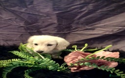 Miniature Dachshund dogs for sale: English Cream miniature dachshund  - Advert 38