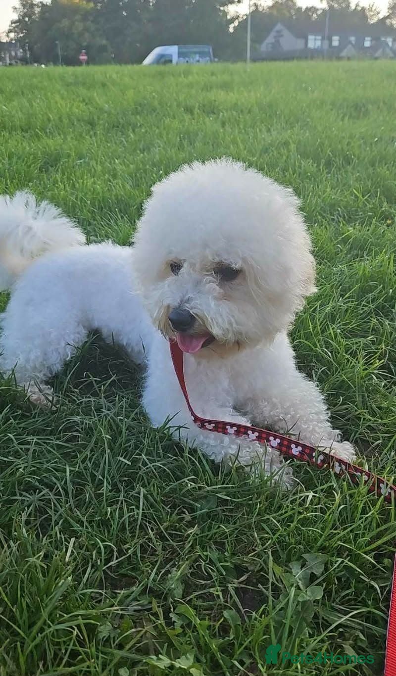 Bichon Frise dogs Bichon Frisé  - Advert 2