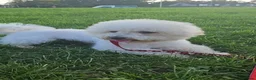 Bichon Frise dogs for sale: Bichon Frisé  - Advert 2