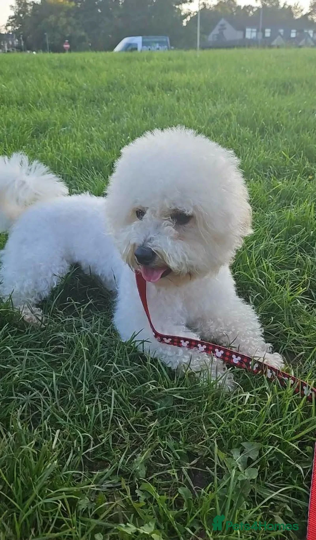 Bichon Frise dogs for sale: Bichon Frisé  - Advert 2