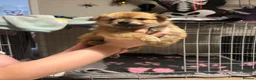 Pomchi dogs for sale: Teddy bear Pomeranian puppies - Advert 20