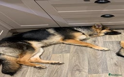 German Shepherd dogs for sale: 13 Month old German Shepherd - Rex - Image 2