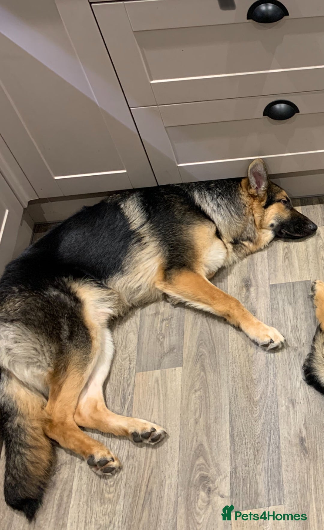 German Shepherd dogs for sale: 13 Month old German Shepherd - Rex - Image 2
